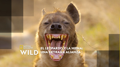 Imagen de El leopardo y la hiena: una extraña alianza - 2