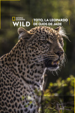 Toto, la leopardo de ojos jade