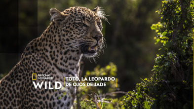 Toto, la leopardo de ojos jade