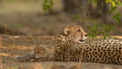 La reina de la velocidad del Serengeti