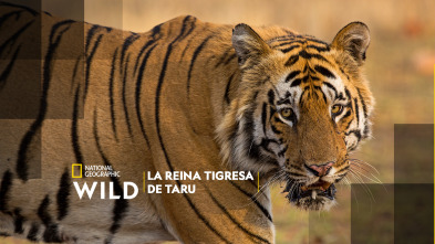 La reina tigresa de Taru