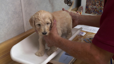 Imagen de El increíble doctor Pol  - 10