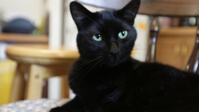 Imagen de El increíble doctor Pol  - 13