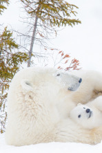 Imagen de El reino del oso polar: El clan del norte - 1