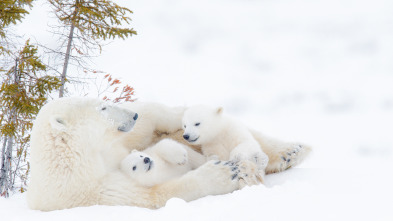 Imagen de El reino del oso polar: El clan del norte - 2