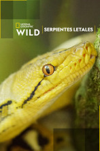 Imagen de Serpientes letales - 1