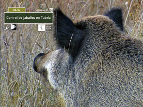 Imagen de Control de jabalíes en Tudela - 2