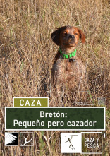 Imagen de Bretón, pequeño pero cazador - 1