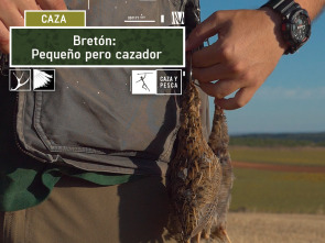 Imagen de Bretón, pequeño pero cazador - 2