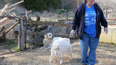 Veterinarios de Nebraska: Un poco de práctica en la llanura