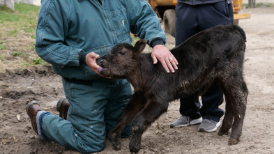 Imagen de Veterinarios de... (T1): Rodeo a la antigua - 1
