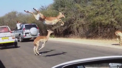 Historia Salvaje: Guepardo contra impala