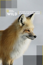 Imagen de Los más letales de Alaska: el acecho del depredador - 1