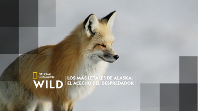 Imagen de Los más letales de Alaska: el acecho del depredador - 2