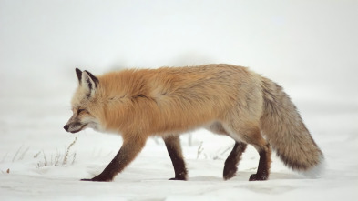 Imagen de Los más letales de Alaska: el acecho del depredador - 3