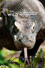 Imagen de 10 animales letales: extraños ataques - 1