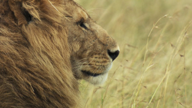 Imagen de Leones: caza por la supervivencia - 8