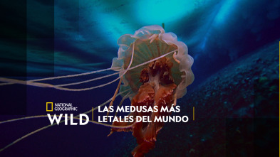 Imagen de Las medusas más letales del mundo - 2