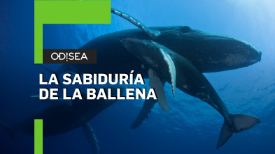 La sabiduría de la ballena