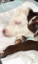 Imagen de El increíble doctor Pol: La maravillosa Miss Maisey - 1