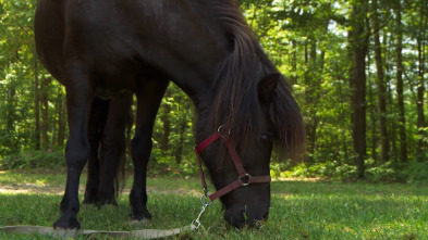Imagen de El increíble doctor Pol: Luces, camello, ¡acción! - 1