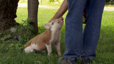 Imagen de El increíble doctor Pol: Pequeños y grandes - 1