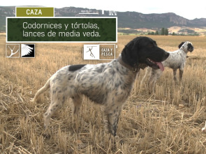 Imagen de Codornices y Tórtolas: lances de Media Veda - 2