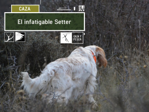 Imagen de El infatigable Setter - 2