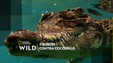 Tiburón contra cocodrilo