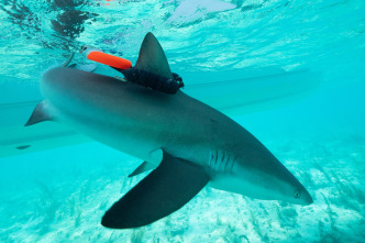 Imagen de Animales con cámaras: Océanos - 2