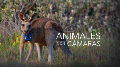 Imagen de Animales con cámaras  - 2