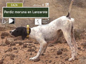 Imagen de Perdiz moruna en Lanzarote - 2