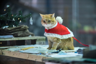 Imagen de Mi Navidad con Bob - 10