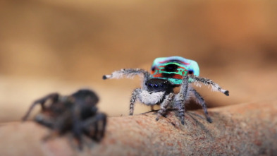 Imagen de Monstruos de la naturaleza: bichos espeluznantes - 3