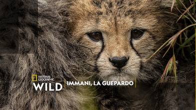 Imagen de Immani, la guepardo - 2