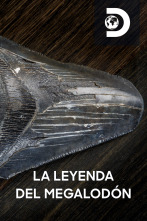 La leyenda del Megalodón