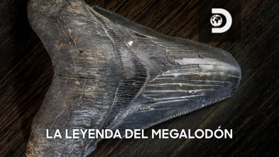 La leyenda del Megalodón