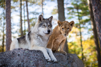 Imagen de El lobo y el león - 7
