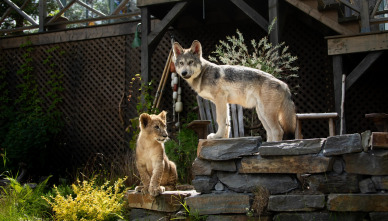 Imagen de El lobo y el león - 10