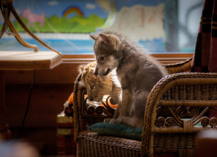Imagen de El lobo y el león - 12