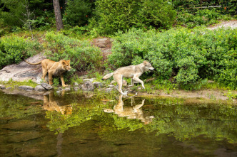 Imagen de El lobo y el león - 14
