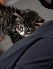 Imagen de El increíble doctor Pol  - 8