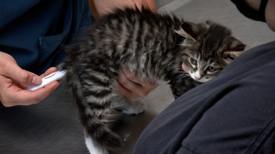 Imagen de El increíble doctor Pol  - 9