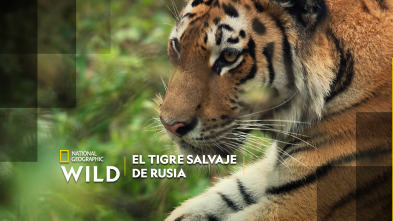 El tigre salvaje de Rusia