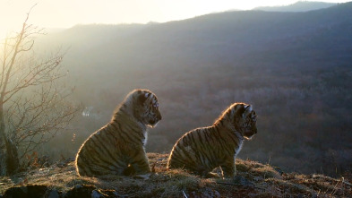 El tigre salvaje de Rusia