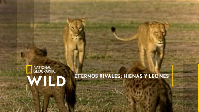 Imagen de Eternos rivales: hienas y leones - 2