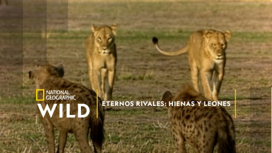 Eternos rivales: hienas y leones