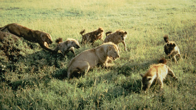 Eternos rivales: hienas y leones