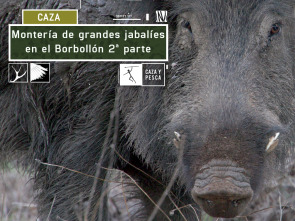 Imagen de Montería de grandes jabalies en El Borbollón. 2ª parte - 2
