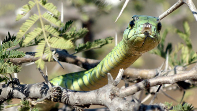 Ataques de serpiente